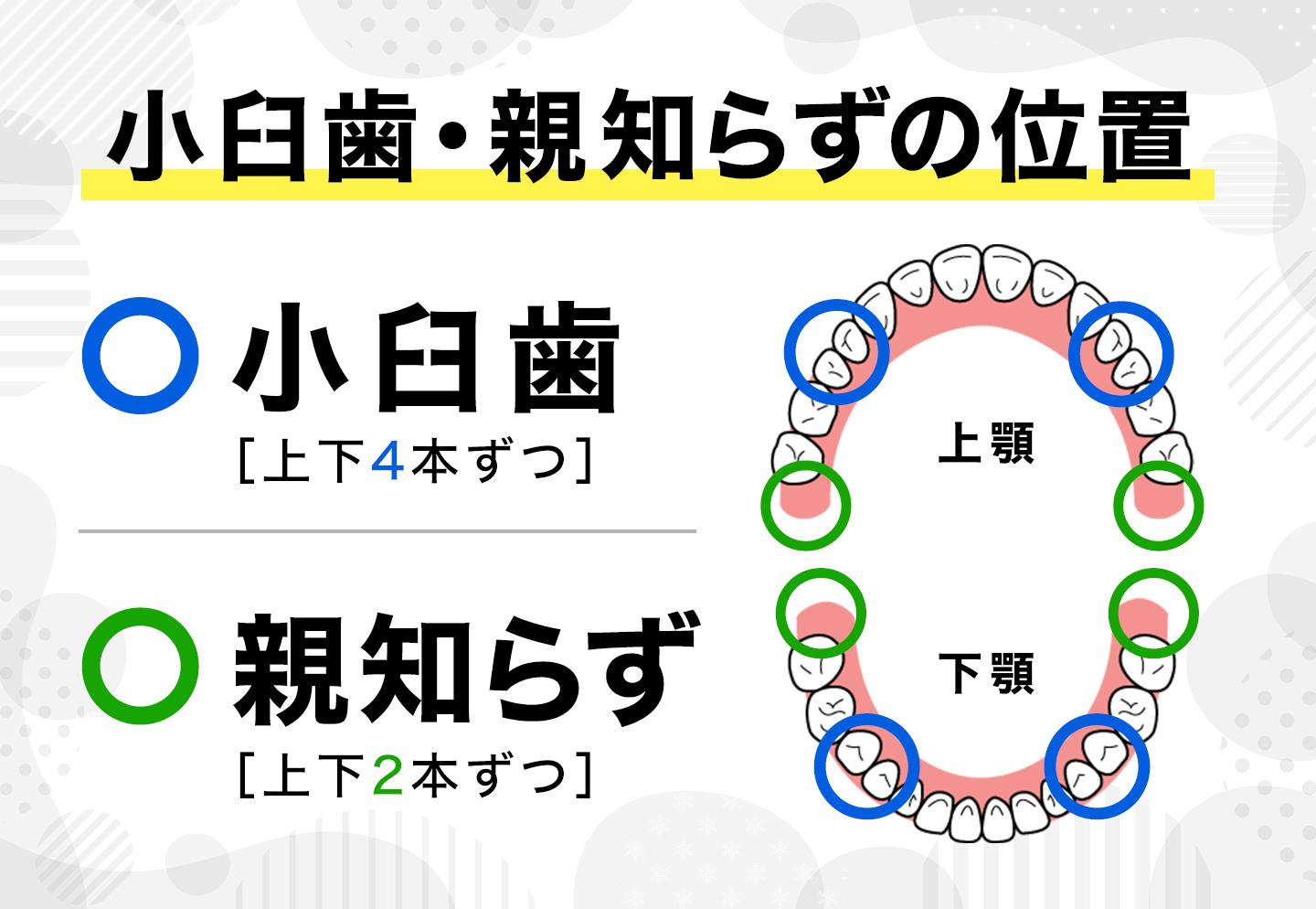 小臼歯親知らずの位置